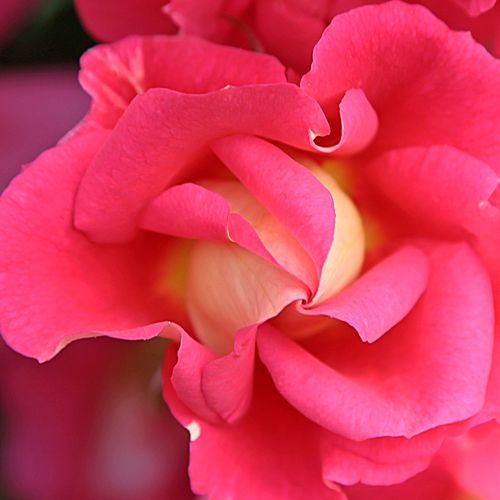 Rosa  Bajazzo® - róża bez zapachu - Róże pienne - z kwiatami bukietowymi - różowy  - Tim Hermann Kordes  - korona zwisająca - -